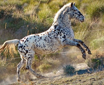 Knabstrupper - Barockpferd