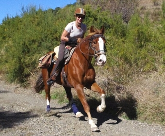 Knabstrupper - Barockpferd