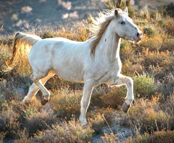 Knabstrupper - Barockpferd