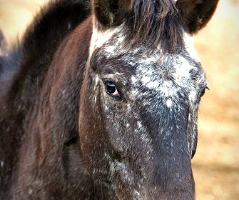 Knabstrupper - Barockpferd