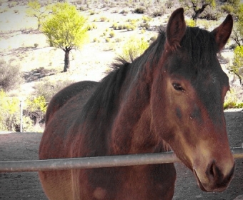 Knabstrupper - Barockpferd