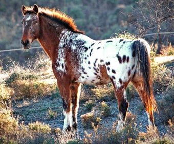 Knabstrupper - Barockpferd