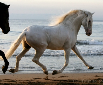 P.R.E. – Pura Raza Espanola Foto Pferd