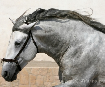 P.R.E. – Pura Raza Espanola Foto Pferd