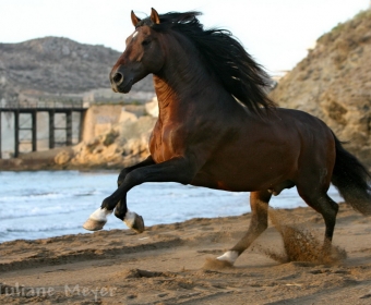 P.R.E. – Pura Raza Espanola Foto Pferd