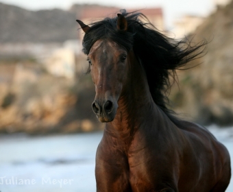 P.R.E. – Pura Raza Espanola Foto Pferd