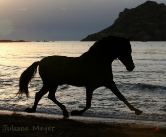 P.R.E. – Pura Raza Espanola Foto Pferd