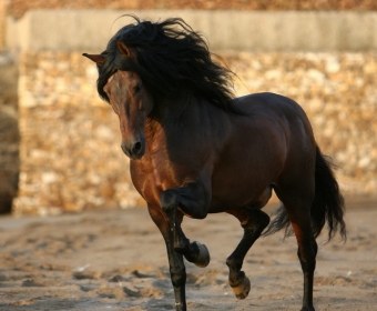 P.R.E. – Pura Raza Espanola Foto Pferd