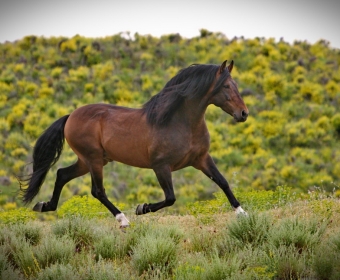 P.R.E. – Pura Raza Espanola Foto Pferd