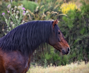 P.R.E. – Pura Raza Espanola Foto Pferd