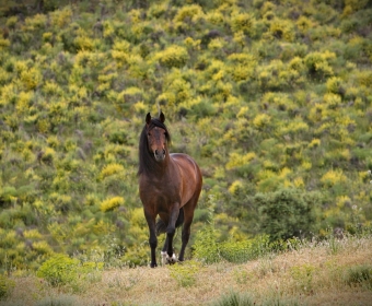 P.R.E. – Pura Raza Espanola Foto Pferd