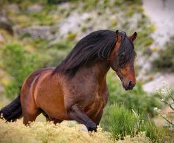 P.R.E. – Pura Raza Espanola Foto Pferd