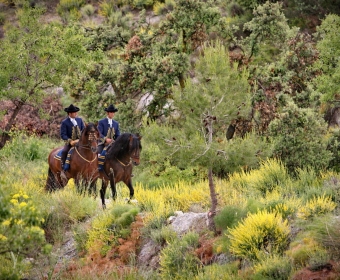 P.R.E. – Pura Raza Espanola Foto Pferd