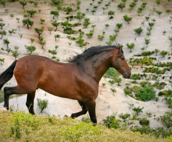 P.R.E. – Pura Raza Espanola Foto Pferd