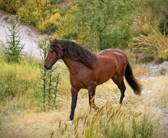 P.R.E. – Pura Raza Espanola Foto Pferd