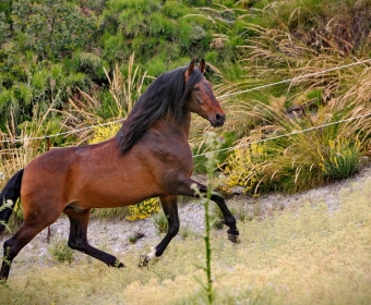 P.R.E. – Pura Raza Espanola Foto Pferd