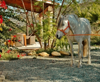 P.R.E. – Pura Raza Espanola Foto Pferd