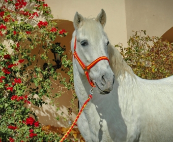 P.R.E. – Pura Raza Espanola Foto Pferd