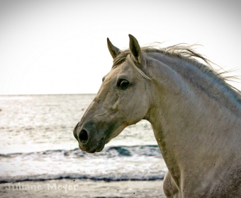 P.R.E. – Pura Raza Espanola Foto Pferd