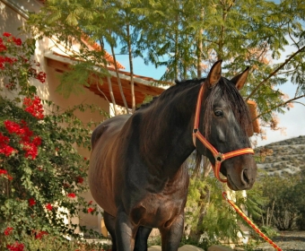 P.R.E. – Pura Raza Espanola Foto Pferd