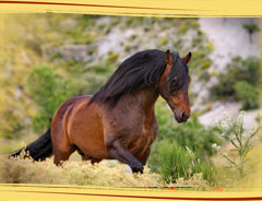 PRE Pura Raza Espagnol - Andalusian horse, riding on p.r.e. stallions in spain